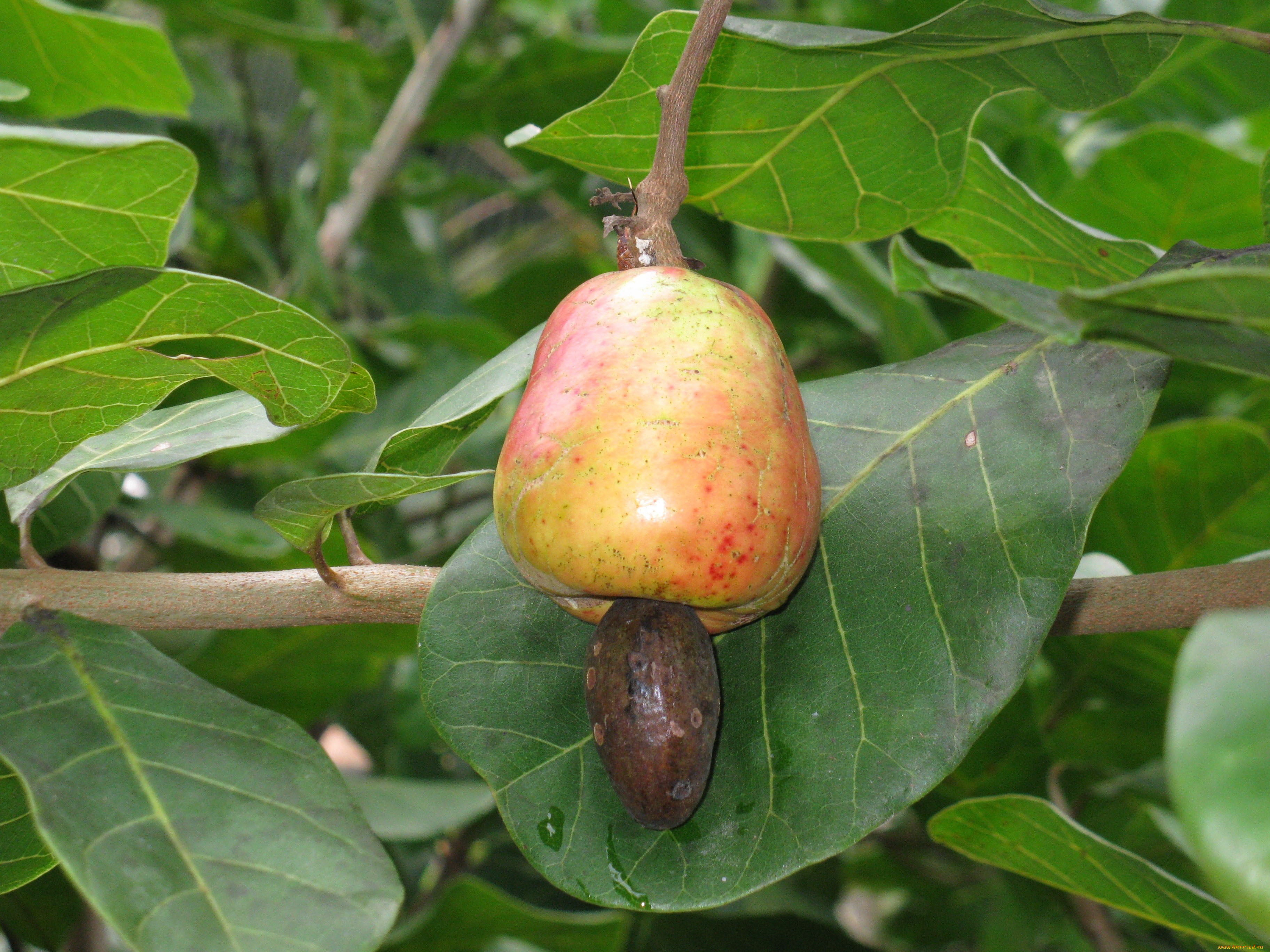 anacardium, occidentale, , 